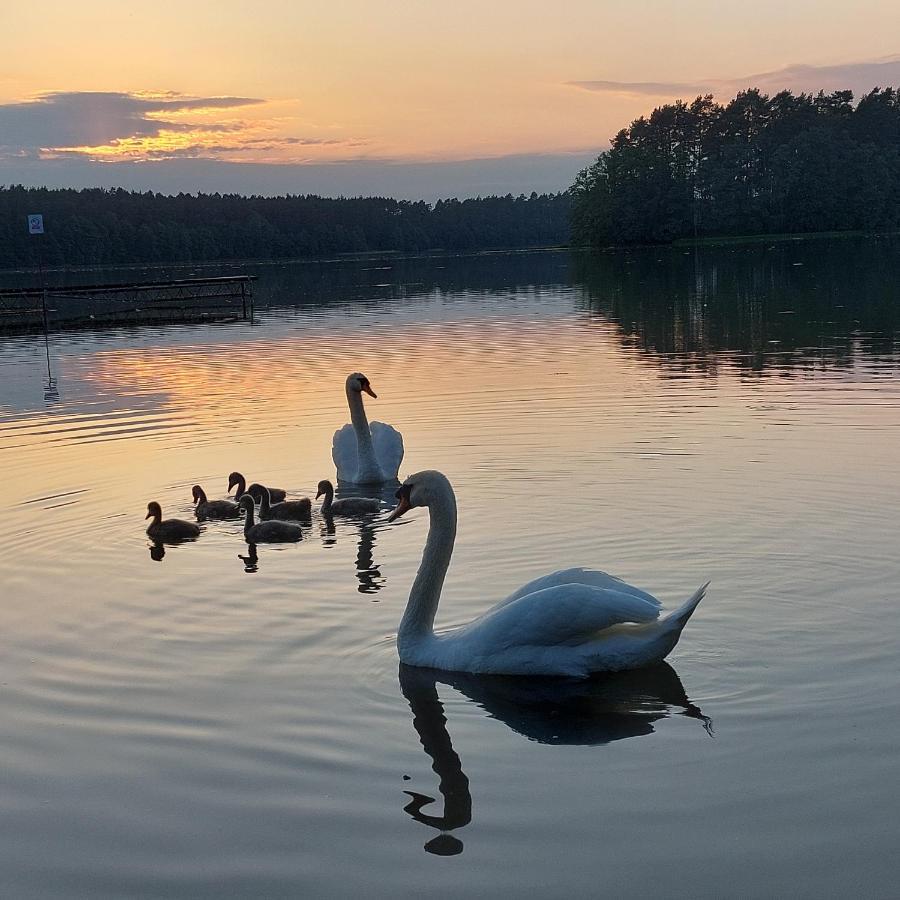 Domek Letniskowy U Marcina I Ani Borsk Exteriör bild